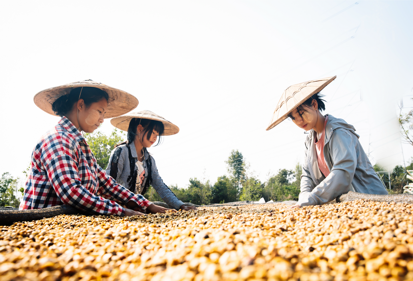 Lat Pan Pin Jasmine Anaerobic Honey Catuai