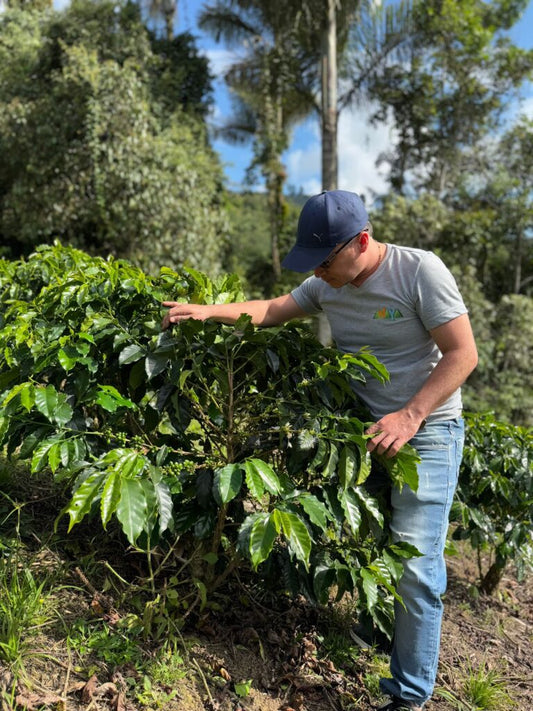 Finca Anaya - Advanced Washed Typica Mejorado