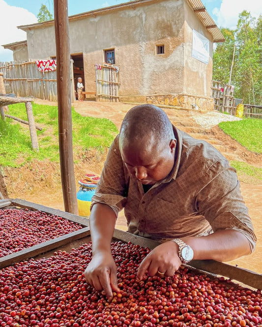 Fugi Kiyonza Hill - Washed Red Bourbon
