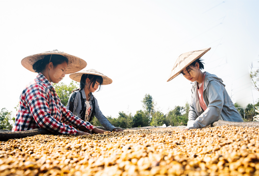 Lat Pan Pin Jasmine Anaerobic Honey Catuai